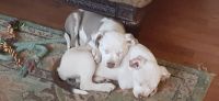 American Pit Bull Terrier Puppies for sale in Fort Worth, TX 76119, USA. price: NA
