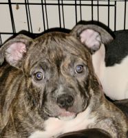 American Pit Bull Terrier Puppies for sale in Bend, OR, USA. price: NA