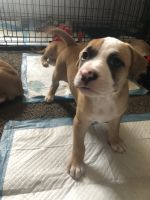 American Pit Bull Terrier Puppies for sale in Denver, CO 80204, USA. price: NA