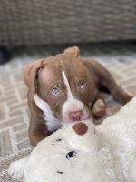 American Pit Bull Terrier Puppies for sale in Lawrenceville, GA, USA. price: NA