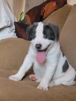 American Pit Bull Terrier Puppies for sale in Southfield, MI, USA. price: NA