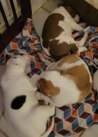 American Pit Bull Terrier Puppies for sale in Fort Worth, TX 76147, USA. price: NA