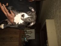 American Pit Bull Terrier Puppies for sale in St. Louis, MO, USA. price: NA