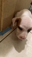 American Pit Bull Terrier Puppies for sale in Slidell, LA, USA. price: NA