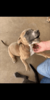 American Pit Bull Terrier Puppies for sale in Mesa, AZ, USA. price: NA