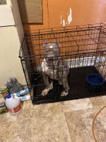 American Pit Bull Terrier Puppies for sale in Washington, PA 15301, USA. price: NA