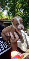American Pit Bull Terrier Puppies for sale in Chester Rd, North Chesterfield, VA 23237, USA. price: NA