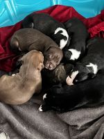 American Pit Bull Terrier Puppies for sale in Baltimore, MD, USA. price: NA