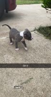 American Pit Bull Terrier Puppies for sale in Dallas, TX 75241, USA. price: NA