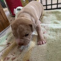 American Pit Bull Terrier Puppies for sale in Asheboro, NC, USA. price: NA