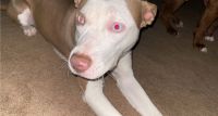 American Pit Bull Terrier Puppies for sale in Joplin, MO, USA. price: NA