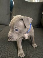 American Pit Bull Terrier Puppies for sale in Holiday, FL, USA. price: NA