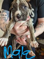 American Pit Bull Terrier Puppies for sale in Cleveland, OH, USA. price: NA