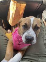 American Pit Bull Terrier Puppies for sale in Monterey Park, CA 91754, USA. price: NA