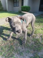 American Pit Bull Terrier Puppies for sale in Hilton Head Island, SC, USA. price: NA