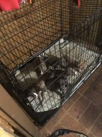 American Pit Bull Terrier Puppies for sale in 304 Mc Clure St, Tallulah, LA 71282, USA. price: NA