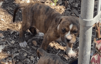 American Pit Bull Terrier Puppies for sale in Windcrest, TX, USA. price: NA