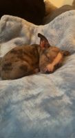 American Pit Bull Terrier Puppies for sale in New London, CT 06320, USA. price: NA