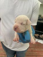 American Pit Bull Terrier Puppies for sale in Clover, VA, USA. price: NA