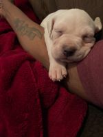American Pit Bull Terrier Puppies for sale in Teaneck, NJ, USA. price: NA