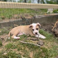 American Pit Bull Terrier Puppies for sale in Northampton, PA, USA. price: NA