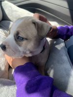 American Pit Bull Terrier Puppies for sale in Monument, CO, USA. price: NA