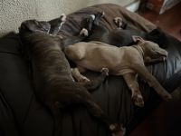 American Pit Bull Terrier Puppies for sale in Morgan Park, Chicago, IL, USA. price: NA