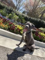 American Pit Bull Terrier Puppies for sale in Smyrna, GA, USA. price: NA