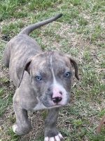 American Pit Bull Terrier Puppies for sale in Springtown, TX 76082, USA. price: NA