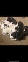 American Pit Bull Terrier Puppies for sale in Lakewood, CO, USA. price: NA