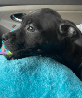 American Pit Bull Terrier Puppies for sale in Turlock, CA, USA. price: NA