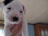 American Pit Bull Terrier Puppies for sale in Lakeville, MN, USA. price: NA