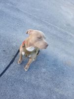 American Pit Bull Terrier Puppies for sale in Lauderhill, FL, USA. price: NA