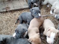 American Pit Bull Terrier Puppies for sale in Humbird, WI 54746, USA. price: NA