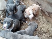 American Pit Bull Terrier Puppies Photos