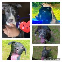 American Pit Bull Terrier Puppies for sale in New Bern, NC, USA. price: NA