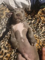 American Pit Bull Terrier Puppies for sale in Odessa, TX 79762, USA. price: NA