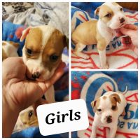 American Pit Bull Terrier Puppies for sale in Jessieville, AR, USA. price: NA