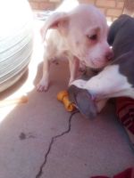 American Pit Bull Terrier Puppies for sale in Moreno Valley, CA 92553, USA. price: NA