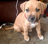 American Pit Bull Terrier Puppies for sale in Colusa, CA 95932, USA. price: NA