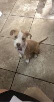 American Pit Bull Terrier Puppies for sale in 1245 Ortiz Dr SE, Albuquerque, NM 87108, USA. price: NA