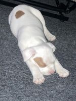American Pit Bull Terrier Puppies for sale in Paterson, NJ, USA. price: NA