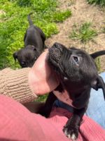 American Pit Bull Terrier Puppies for sale in South Bend, IN 46628, USA. price: NA