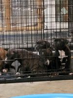 American Pit Bull Terrier Puppies for sale in Fredericksburg, VA 22401, USA. price: NA