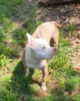 American Pit Bull Terrier Puppies for sale in Kansas City, MO 64134, USA. price: NA
