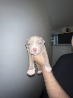 American Pit Bull Terrier Puppies for sale in 2405 Minnewawa Ave, Clovis, CA 93612, USA. price: NA