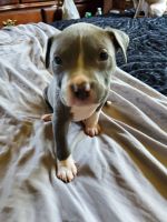 American Pit Bull Terrier Puppies for sale in Twin Lake, MI 49457, USA. price: NA