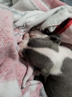 American Pit Bull Terrier Puppies for sale in Princeton, WV 24740, USA. price: NA