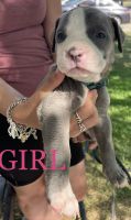 American Pit Bull Terrier Puppies for sale in San Antonio, TX, USA. price: NA