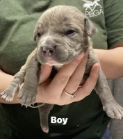 American Pit Bull Terrier Puppies for sale in Duson, LA, USA. price: NA